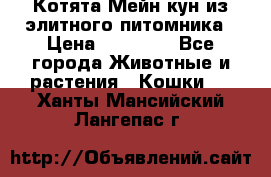 Котята Мейн-кун из элитного питомника › Цена ­ 20 000 - Все города Животные и растения » Кошки   . Ханты-Мансийский,Лангепас г.